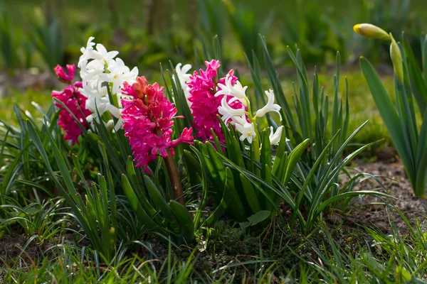 Hyacinten groeien op de flowerbed. — Stockfoto