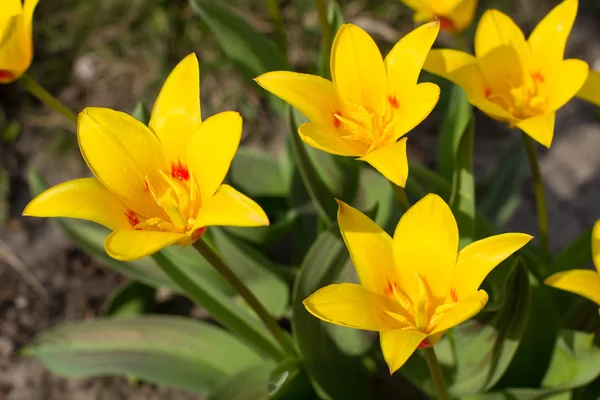 Tulipanes amarillos. — Foto de Stock