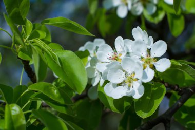 Şefkatle beyaz çiçek.