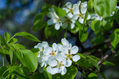 Elma ağacı, çiçeği.