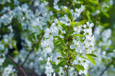 Yeni gelişen ağaç dalı.
