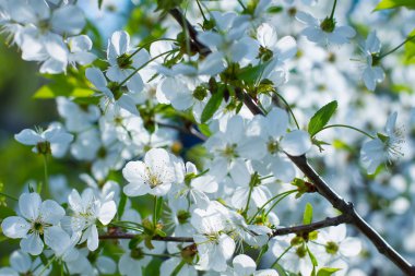 Çiçek açan kiraz ağacı.