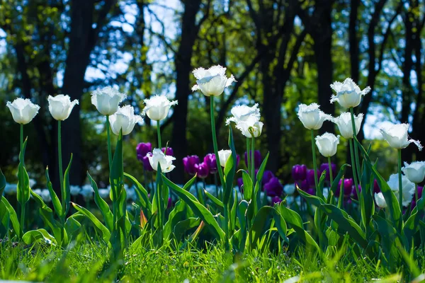 Kleurrijke voorjaar gazon met tulpen. — Stockfoto