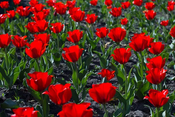 Heldere rode tulpen. — Stockfoto