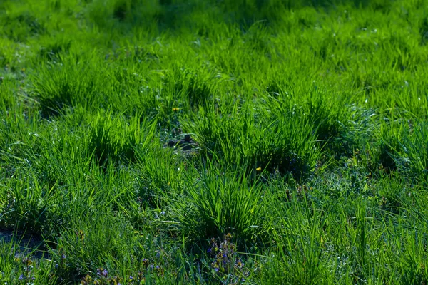 Весенняя трава . — стоковое фото