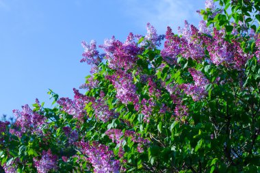 Gün batımında leylak ağacı.