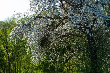 Büyük elma ağacı.