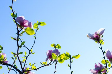 Manolya çiçek bahar.