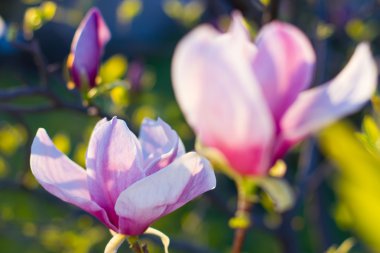 Yeni gelişen ağaç bahar.
