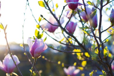 Parlak pembe Manolya çiçek.