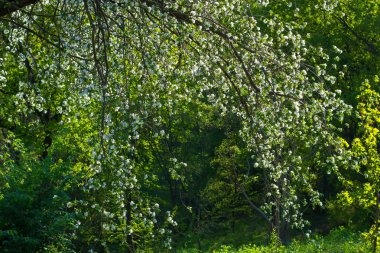 çiçek açması armut.