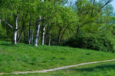 huş ağacı korusu.