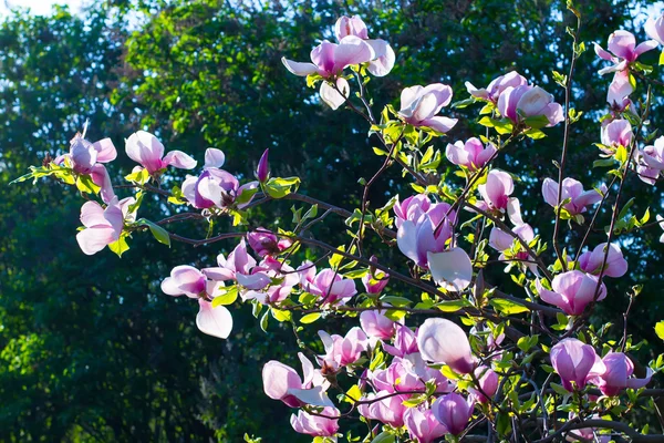 Jardim de primavera . — Fotografia de Stock