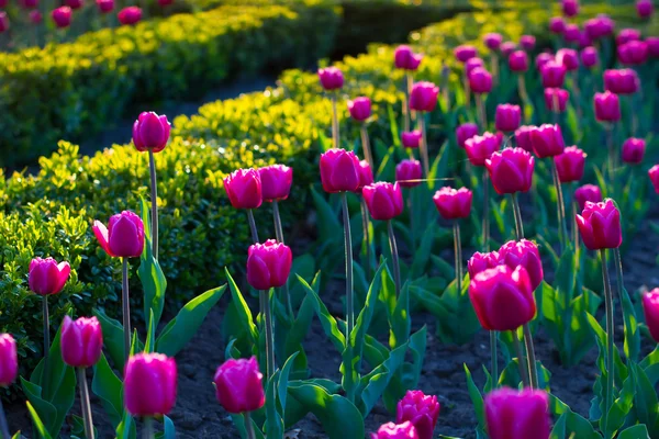 Bloemenbed met tulpen. — Stockfoto