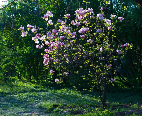 Arbusto de magnolia fotos de stock, imágenes de Arbusto de magnolia sin  royalties | Depositphotos