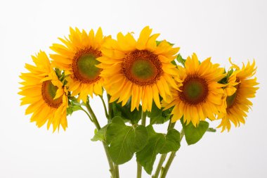 Beş sarı ayçiçeği.