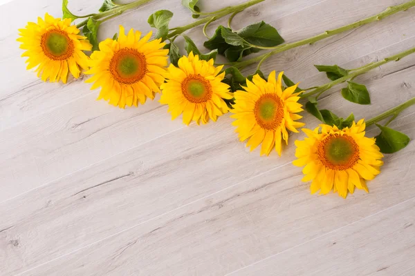 Serie van zonnebloemen. — Stockfoto