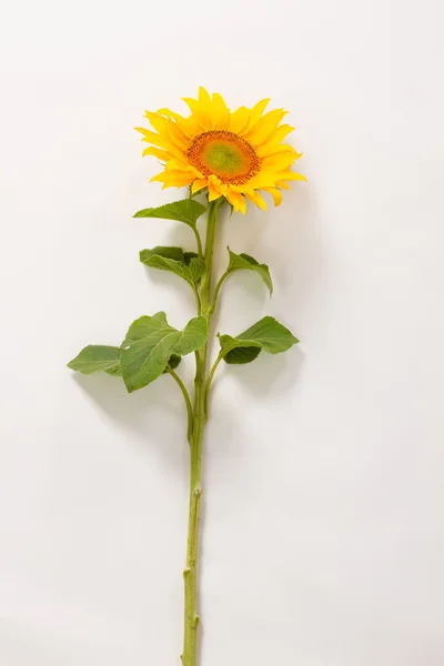 Bellissimo girasole giallo. — Foto Stock