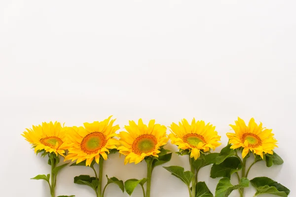 Reihe schöner Sonnenblumen. — Stockfoto