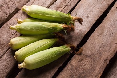 Mısır yetiştiriciliği.