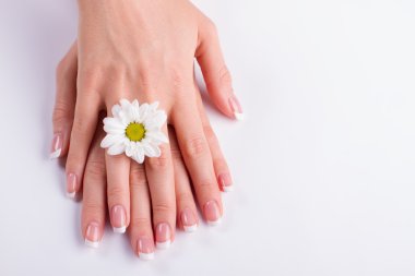 Nazik Fransız manikür ve beyaz krizantem.