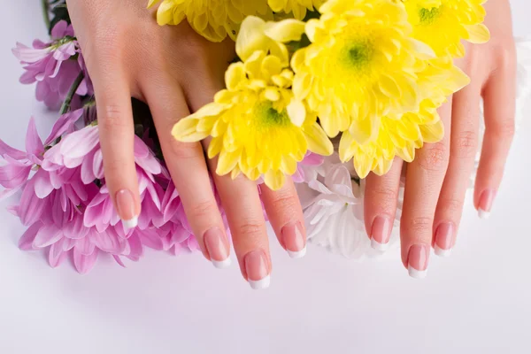 Женские пальцы среди ярких хризантем . — стоковое фото