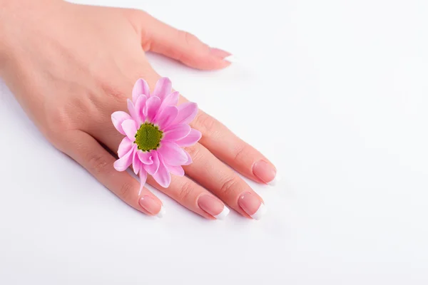 Francouzská manikúra a jemný růžový květ. — Stock fotografie