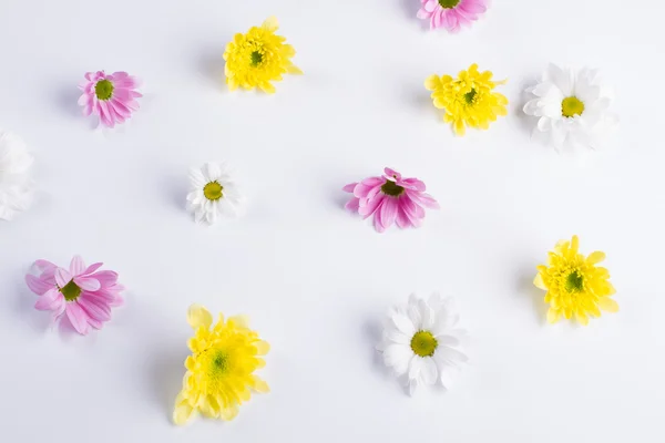 Beautiful flowers background. — Stock Photo, Image