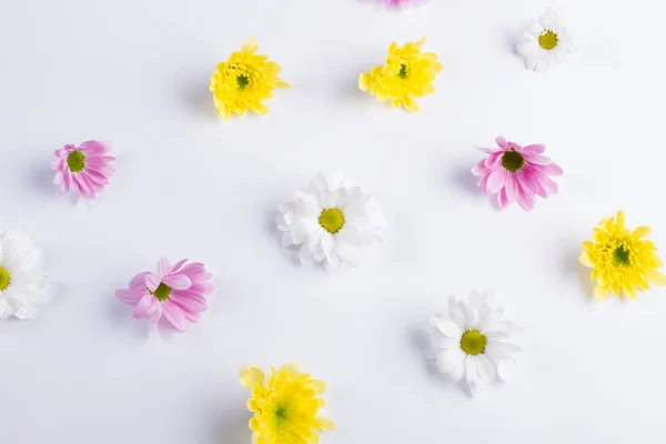 Tender flowers background. — Stock Photo, Image