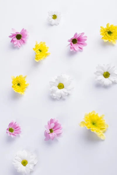 Delicate bloemen achtergrond. — Stockfoto