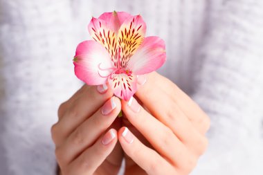 Güzel pembe Frezya.