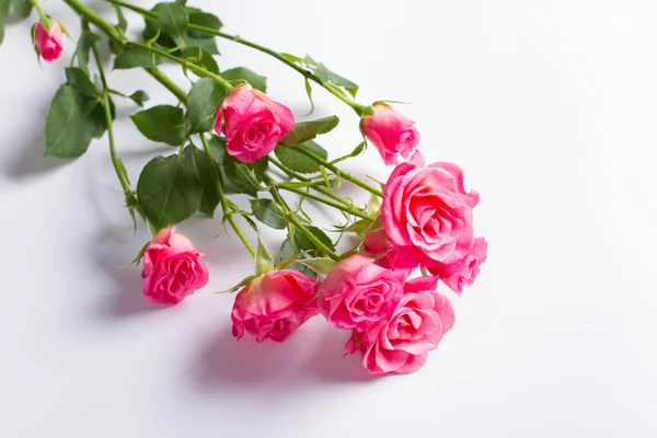 Prachtige roze rozen. — Stockfoto