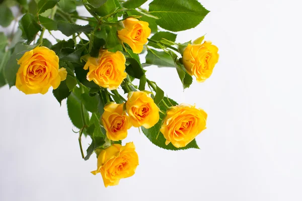 Krásné žluté růže. — Stock fotografie