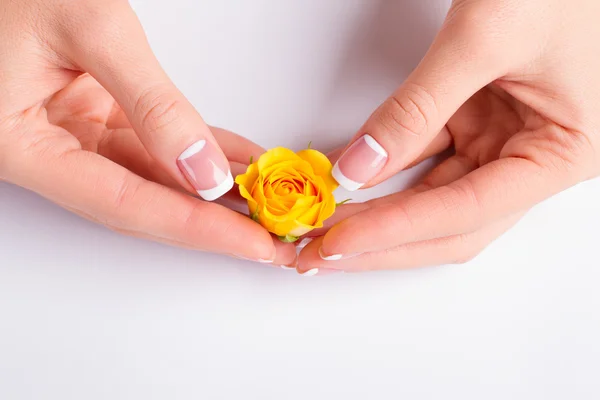 手与法国修指甲握黄玫瑰. — 图库照片