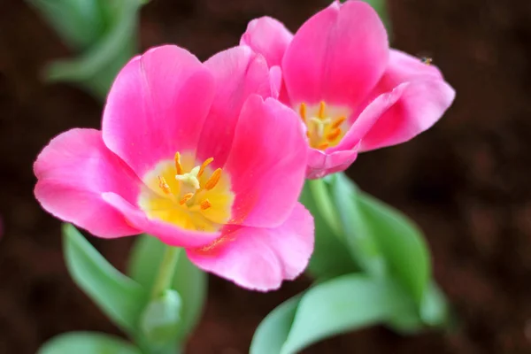 Tulipanes Coloridos Parque Paisaje Primavera — Foto de Stock