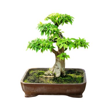 Bonsai ağacı beyaz arkaplanda izole edilmiş