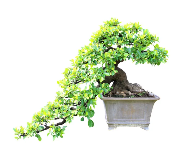 Bonsai Boom Geïsoleerd Witte Achtergrond — Stockfoto