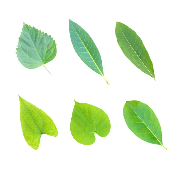 Baumblätter Isoliert Auf Weißem Hintergrund — Stockfoto