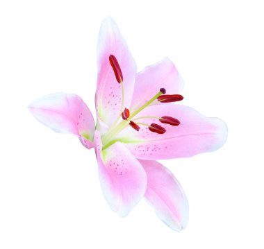 Beyaz arkaplanda izole edilmiş pembe zambak çiçeği