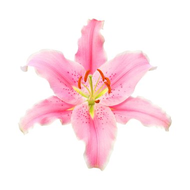 Beyaz arkaplanda izole edilmiş pembe zambak çiçeği