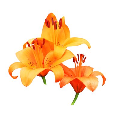  Beyaz arkaplanda izole edilmiş zambak çiçeği