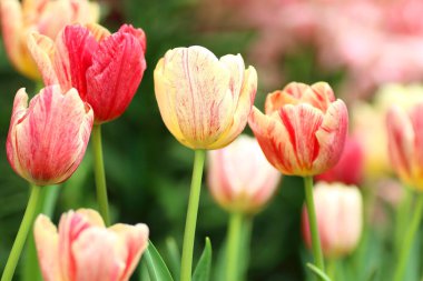 Bahçedeki renkli lalelerin arka planı