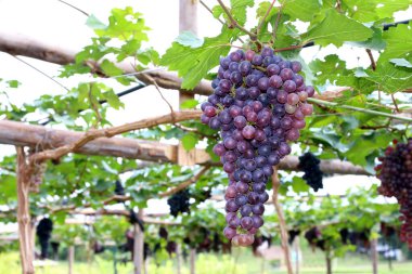 Asma yapraklı mor kırmızı üzümler. taze meyve
