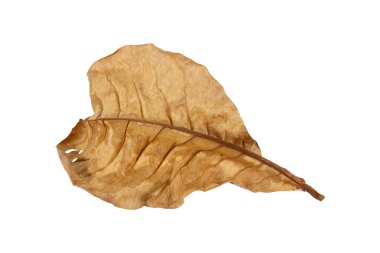 Beyaz arkaplanda izole edilmiş kuru yaprağı kapat.