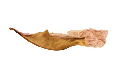 beyaz arkaplanda kuru yaprak izole.