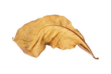 beyaz arkaplanda kuru yaprak izole.