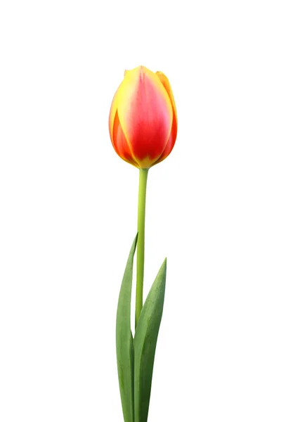 Tulipán Květiny Izolované Bílém Pozadí — Stock fotografie