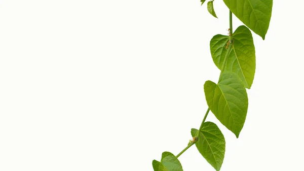 Heart Shaped Leaves Romantic Green Tree Shaped Leaves Isolated White — Stock Photo, Image