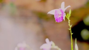 İş kadınları ve erkekler yakın çekim toplantılarında ya da modern ofislerde el sıkışırlar. Takım çalışması, ortaklık ve tokalaşma kavramı