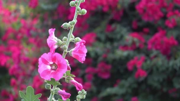 Květina Léto Růžové Okvětní Lístky Rozmazané Pozadí — Stock video